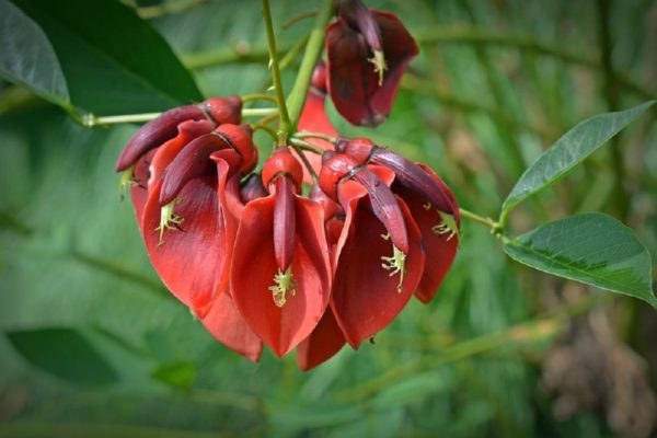 Erythrina crista-galli - Détail d'une fleur