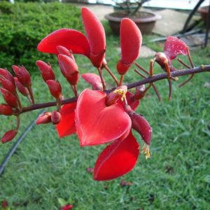 Erythrina crista-galli - Fleurs