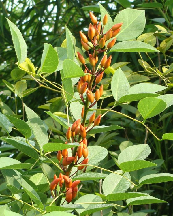 Erythrina crista-galli - Grappe de fleurs