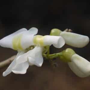 Gliricidia maculata - Détails d'une fleur