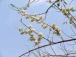 Graines de Gliricidia maculata, graines de Gliricidie des haies