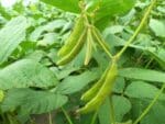 Glycine max, Gousses de Soja fourrager, graines de Glycine max, graines de Soja fourrager
