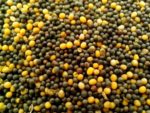 Glycine max - Graines