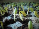 Glycine max, Germination de Soja fourrager, graines de Glycine max, graines de Soja fourrager