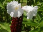 Graines d'Hellenia speciosa, graines de gingembre crêpe, graines de Cheilocostus speciosus