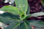 Hellenia speciosa - Feuillage