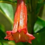 Iochroma fuchsioides - Détail d'une fleur