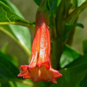Iochroma fuchsioides - Détail d'une fleur