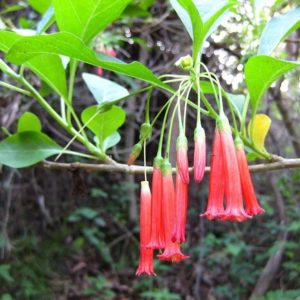 Iochroma fuchsioides - Grappe de fleurs