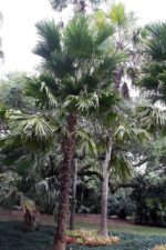 Livistona rotundifolia - Port du palmier
