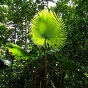 Livistona rotundifolia - En milieu naturel