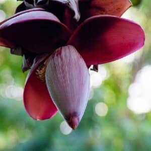 Musa yunnanensis - Fleur