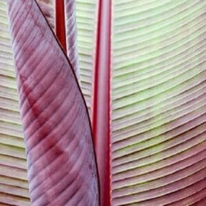Musa yunnanensis - feuillage