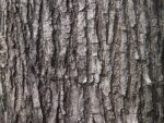 Graines de Pterocarpus indicus, Graines de Bois de rose de Birmanie