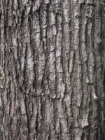 Pterocarpus indicus - Détail du tronc