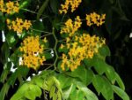 Graines de Pterocarpus indicus, Graines d'Amboine