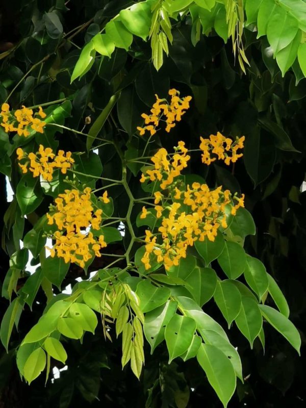 Pterocarpus indicus - Feuillage et fleurs