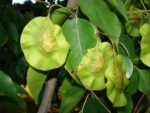 Graines de Pterocarpus indicus, Graines de Bois de rose de Birmanie