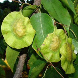 Pterocarpus indicus - Feuillage et fruits