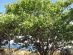 Graines de Pterocarpus indicus, Graines de Bois de rose de Birmanie