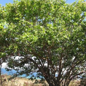 Pterocarpus indicus - Houppier
