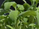 Salvia officinalis - Détail d'une feuille