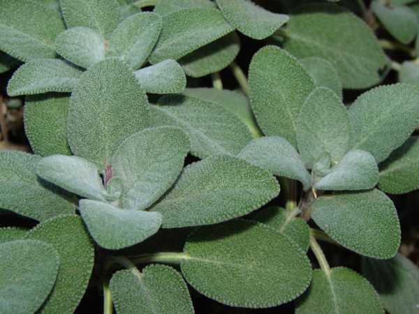 Salvia officinalis - Feuillage