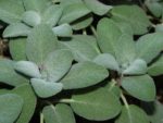 Salvia officinalis - Feuillage