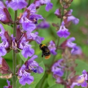 Salvia officinalis - Détail d'une fleur