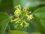 Strychnos nux-vomica - Floraison