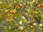 Strychnos nux-vomica - Fruits
