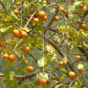 Strychnos nux-vomica - Fruits