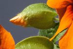 Thunbergia alata - Bouton floral