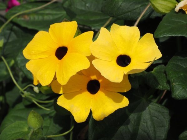Thunbergia alata - Floraison jaune