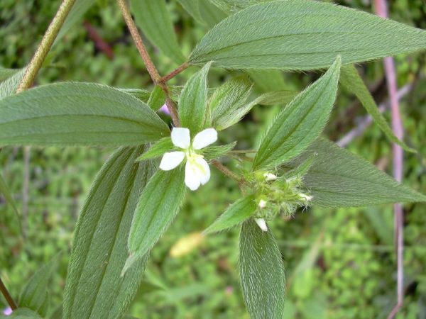 Tibouchina longifolia - Détail d'une fleur et d'une feuille