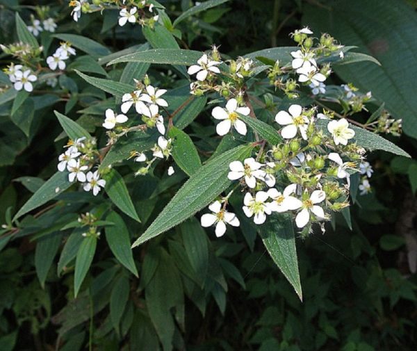 Tibouchina longifolia - Floraison et feuillage