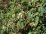Tibouchina longifolia - Ramifications fleuries