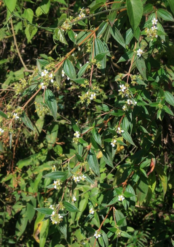 Tibouchina longifolia - Vue générale