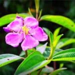 Tibouchina mollis - Détail d'une fleur de Chaetogastra mollis (CC0)