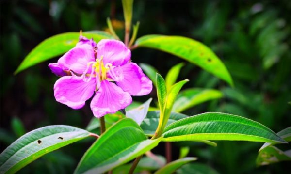 Tibouchina mollis - Détail d'une fleur