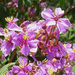Tibouchina mollis, Vue générale de Chaetogastra mollis, Graines de Tibouchina mollis, Graines de Chaetogastra mollis