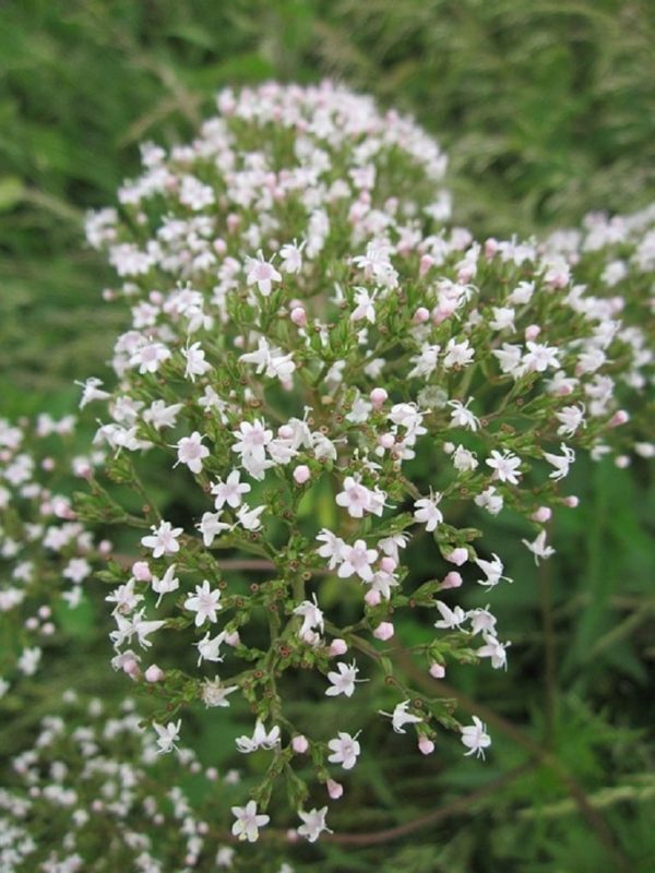 Graines Valériane Officinale Batlle - Plante Médicinale Apaisante | Sachet 0,5g Pour Jardin Aromatique