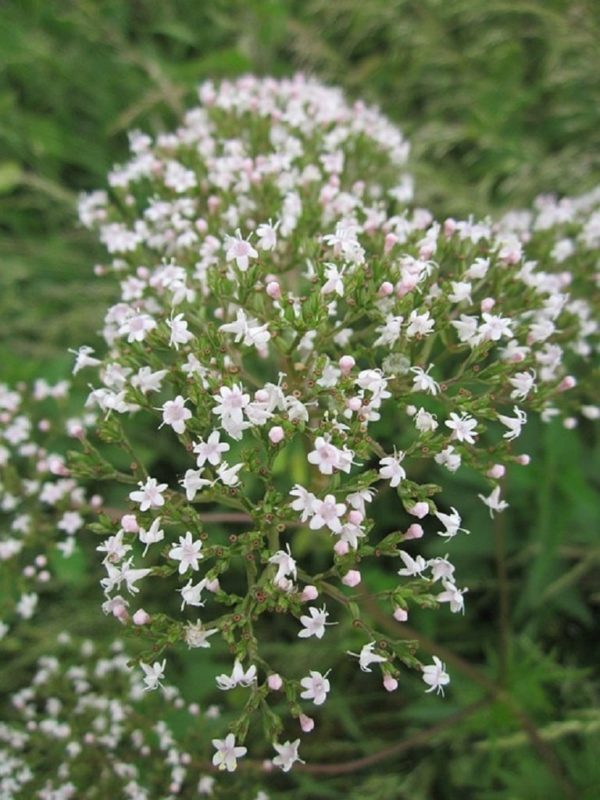 Valeriana officinalis - Détails des fleurs
