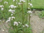 Graines de Valeriana officinalis, graines de Valériane officinale