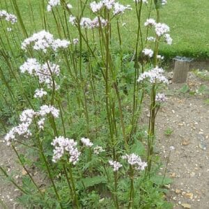 Graines de Valeriana officinalis, graines de Valériane officinale