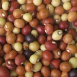 Vigna subterranea - Graines