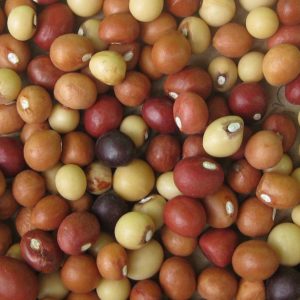 Vigna subterranea - Graines