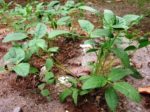 Vigna subterranea - Vue générale