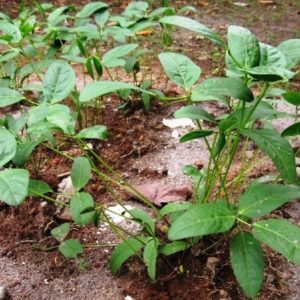 Vigna subterranea - Vue générale