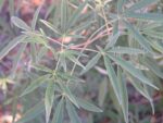 Vitex agnus-castus, Détail d'une feuille de Gattilier, Graines de Vitex agnus-castus, Graines de Gattilier